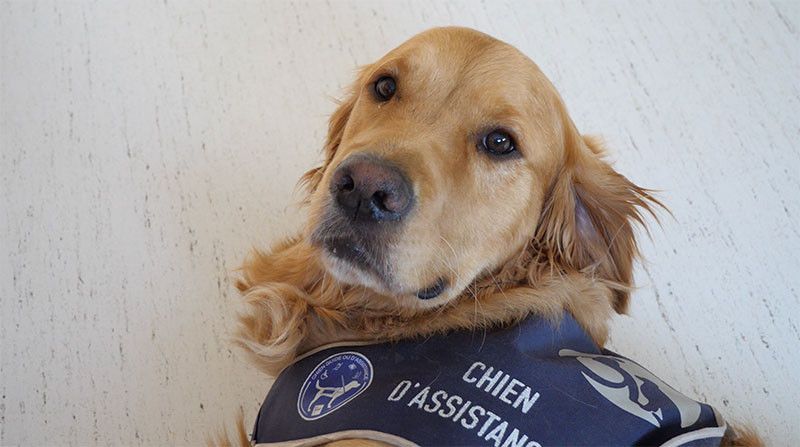 Tyo, un chien |$pas comme les autres